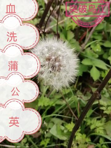 血洗红花植物